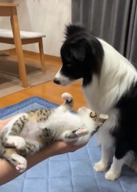 保護して7日目の子猫ちゃんとどう接していいかわからないわんちゃん（提供：ボーダーコリーしずくさん）