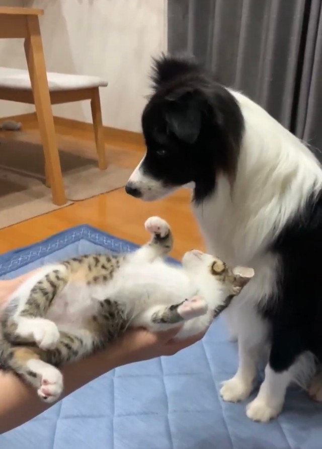 保護して7日目の子猫ちゃんとどう接していいかわからないわんちゃん（提供：ボーダーコリーしずくさん）