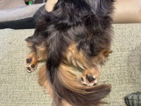 泳ぐとスクリューになる頼もしいピノくんの尻尾（画像提供：ピノさん）