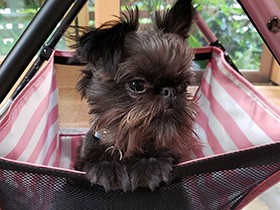 ベルジアングリフォン「ウィル」　特技は「かわいい～」探し？