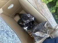 生後まもないとみられる子猫4匹が段ボール箱に入っていた（「HirokA」さん提供）