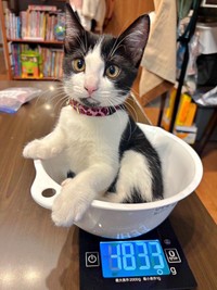 順調に体重が増え、たくましく成長しているこはるちゃん（画像提供：T&A&Fさん）