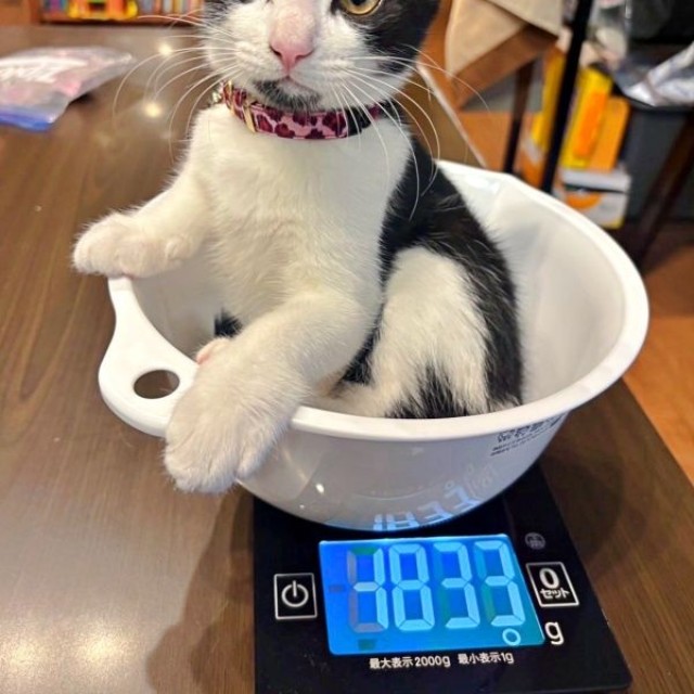 順調に体重が増え、たくましく成長しているこはるちゃん（画像提供：T&A&Fさん）