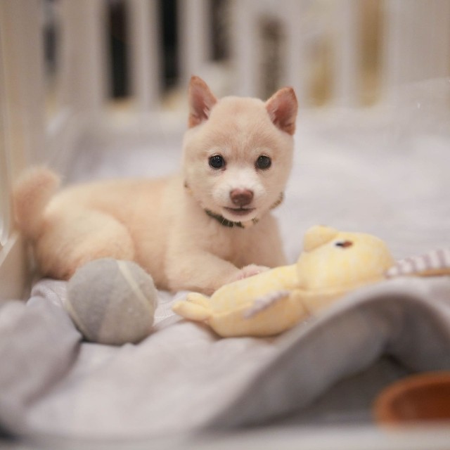 チビシロは現在、社務所のケージ内で飼われている。世話係の葵さんと一緒に境内へ出ることもある