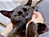 飼い主さんの膝上で手をつかんで甘えるうにちゃん（画像提供：うおおおさん）