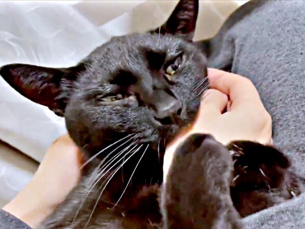 飼い主さんの膝上で手をつかんで甘えるうにちゃん（画像提供：うおおおさん）