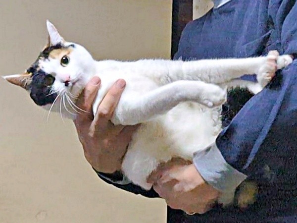 パパに抱っこされたときのしゃけちゃん（画像提供：しゃけさん）
