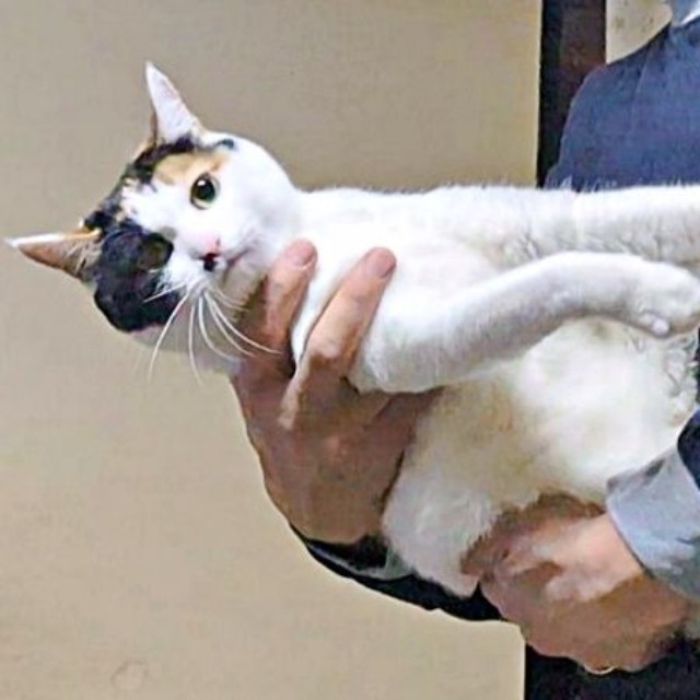 パパに抱っこされたときのしゃけちゃん（画像提供：しゃけさん）