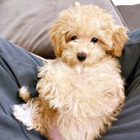 特等席にちょこんと座るからあげちゃん（画像提供：からあげという犬さん）