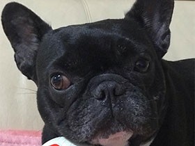 このボール大好き、肌身離さずキープだよ　フレブルの「キュマ」