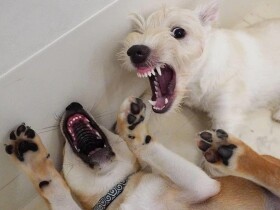 屈強なスコティッシュテリア注意すると心を閉ざす　しつけは一筋縄ではいかなかった