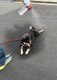 朝散歩でミスト（提供：黒柴・拓 ♀さん）