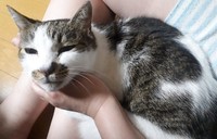 写真に写る愛猫は、いつも笑っていたことにも気づいた