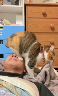 またパパさんの顔に乗るという（小雪ちゃんのパパさん提供、Instagramよりキャプチャ撮影）