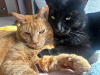 頬を寄せ合う（左から）ちゃとくんとてんてんくん（画像提供：ハミィさん）