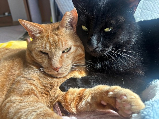 頬を寄せ合う（左から）ちゃとくんとてんてんくん（画像提供：ハミィさん）