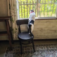 窓辺で野鳥観察をするグミちゃん（画像提供：山口夏実さん）