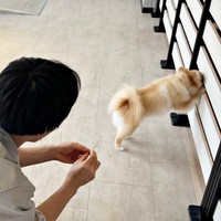 1歳になったポメちゃん。室内ドッグランでも逃げ腰でした（画像提供：ﾅ゛さん）