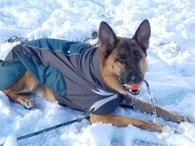 ４年ぶりの雪に大喜び！　とっても優しいジャーマンシェパードドッグ「リヒト」