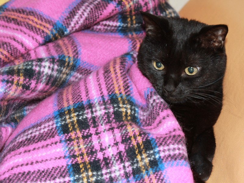 クロと別れ７カ月後に迎えたイヌオ。時々クロの姿を重ねあわせながら、心が癒えていったようです