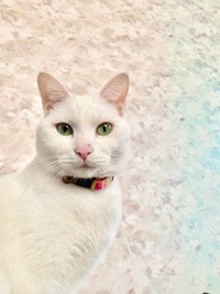 ３色団子カラーがチャームポイントのネコリアンこと爪（ソウ）ちゃん（提供：ジョーは犬&猫と共に古民家で暮らしているさん）