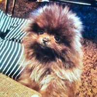 15年前、パピー期のあどけさが愛らしいどんちゃん（画像提供：どんべえさん）