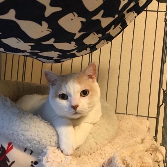 家にきたころの「ももちゃん」


