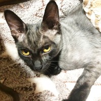 お迎え当初、治療のため全身の毛を刈られていた小梅ちゃん（画像提供：千代蔵さん）