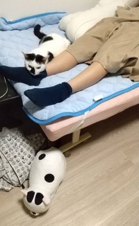 猫さまの感情は読めます（提供：松本ひで吉さん）