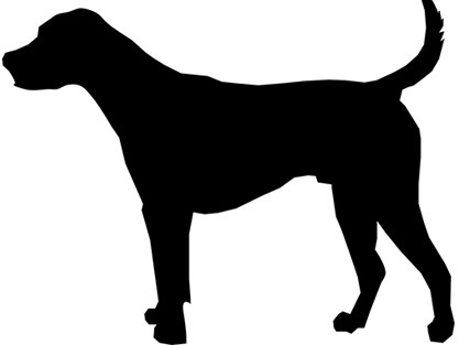 マダニが媒介、犬の唾液から人への感染を世界で初めて確認