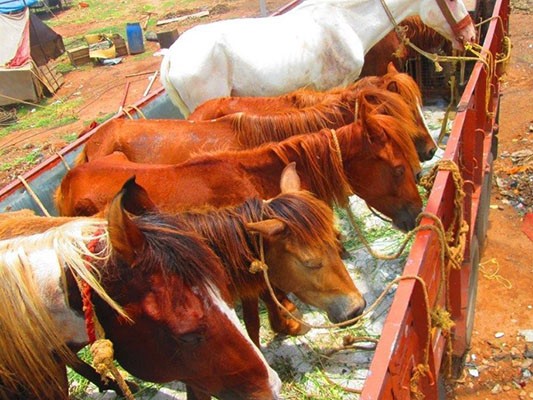 インドの四つのサーカスが「動物を使わないサーカス」に！