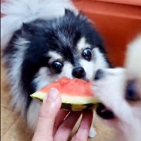 てまりちゃんのスイカにかぶりつくこまちちゃん（画像提供：comatemaさん）