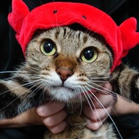 カニになったココアちゃん