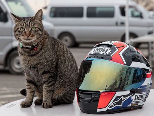 ＳＮＳで評判、サーキットの人気者「桶川猫」はみんな迷い猫