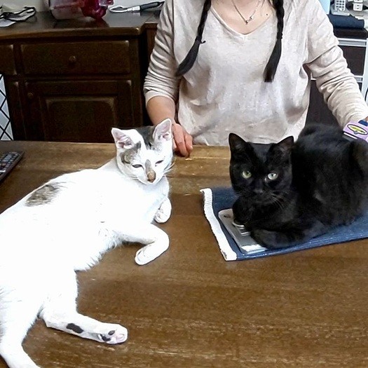 体重測定、左がてんくん、右がてつおくん