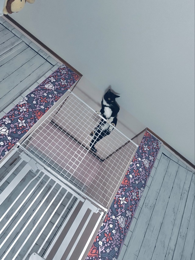 人間に慣れているわけでないそうだ　画像提供：ねとこさん