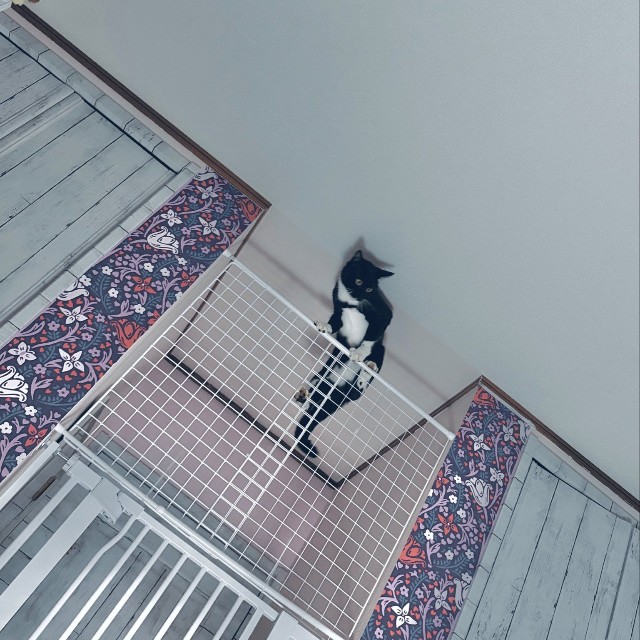 人間に慣れているわけでないそうだ　画像提供：ねとこさん