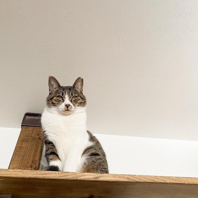 猫が苦手なので高いところがお気に入り