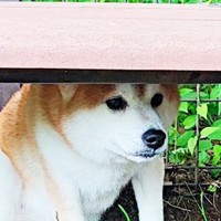 「犬、怖い」ベンチ下に隠れた涼夏ちゃん（画像提供：Kさん）