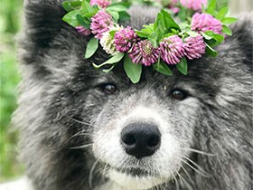 家族の絆をより強くしてくれた　長毛の秋田犬「七海」