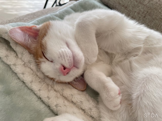 スヤァ…こちらが、はちくんの子猫時代の寝姿（画像提供：鯖の味噌煮。さん）