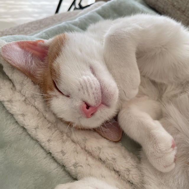 スヤァ…こちらが、はちくんの子猫時代の寝姿（画像提供：鯖の味噌煮。さん）