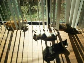 ６匹の猫たちに秋が来た！！  「梵天丸」は抱っこの秋、「エンマ」はナゾ食欲の秋