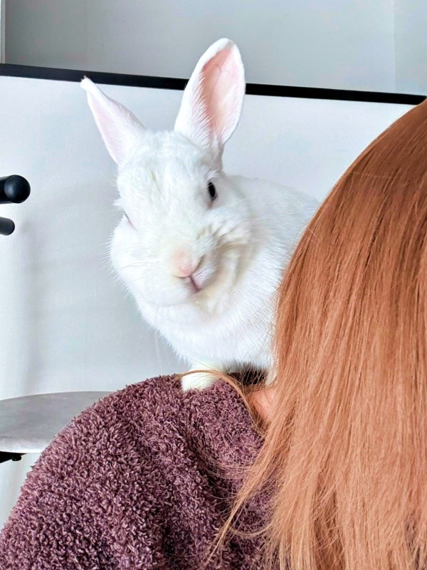 飼い主さんの肩に登ったアイスくん（画像提供：アイス 主：みみさん）