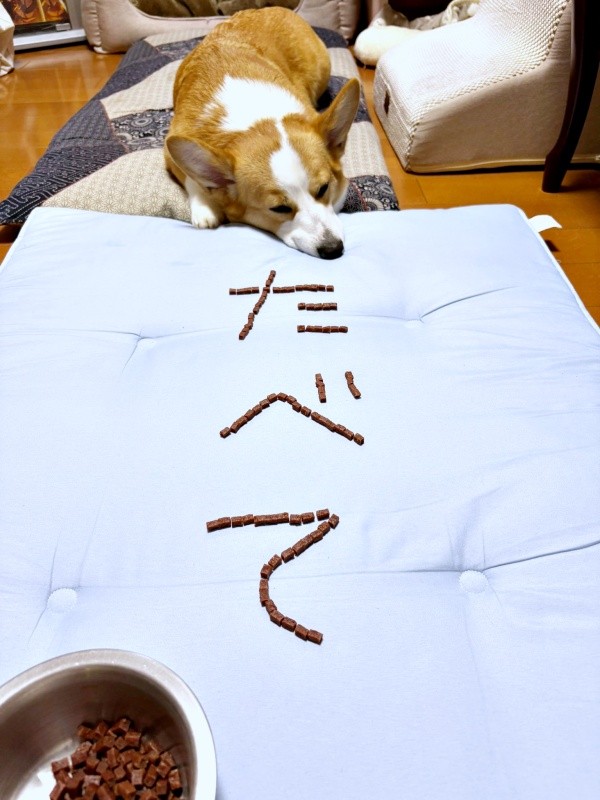 ごはんが進まないひめちゃん。飼い主さんがごはん粒でメッセージ（画像提供：ᴄᴏʀɢɪひめ  nametti2kdさん）