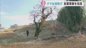 人里へのクマの出没を防ぐ　放置された果樹を伐採　宮城・気仙沼市