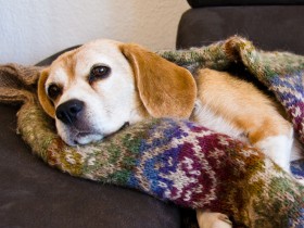 犬が震える原因は健康と病気の場合がある！　飼い主が出来る対処法を紹介