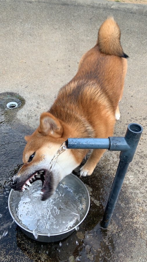 きなこちゃん「お水は飲むものだわん。がぶがぶがぶーっ」（提供：柴犬きなこさん）