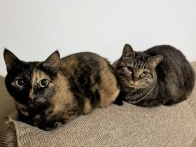 来客時に姿を消すビビり猫　一体どこに隠れているの？