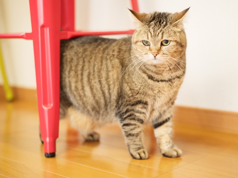 「これ私のイスよ。イスって下をくぐるものなの」（小林写函撮影）